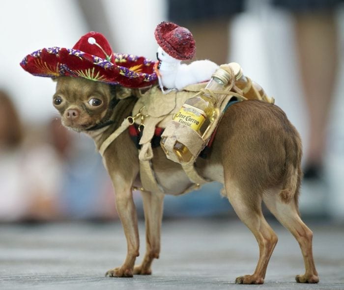 A small Mexican chihuahua