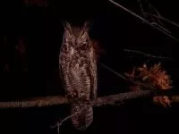 An owl perched on a tree branch at night