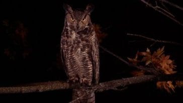 An owl perched on a tree branch at night