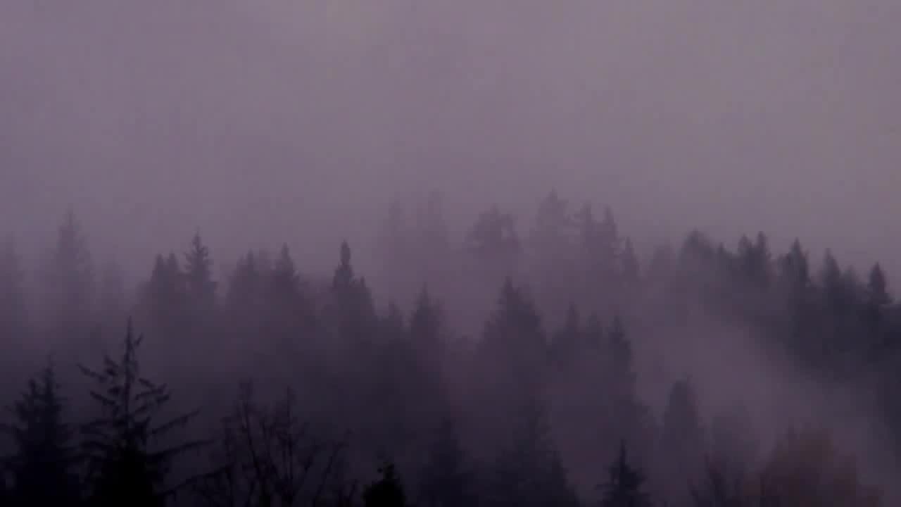 the fir trees in Washington covered with cloud