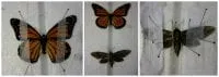 a display of butterflys