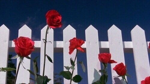 Red roses against a white picket fence and a blue sky