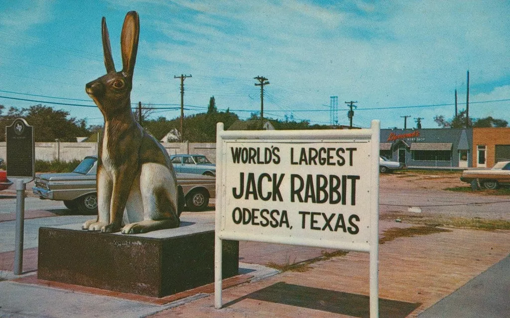 jackrabbit
