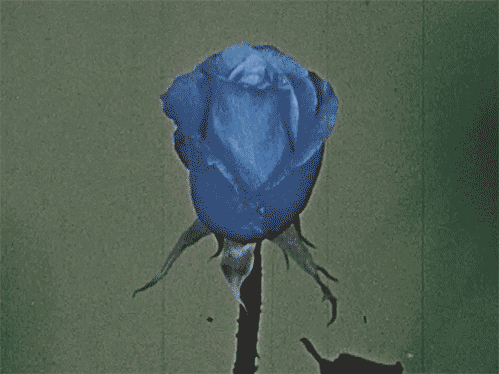 blue rose gif