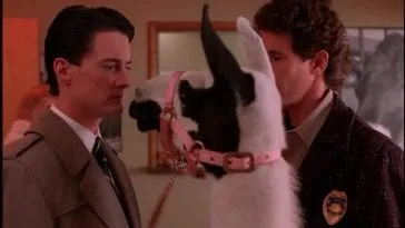 A llama walks between Cooper and Harry