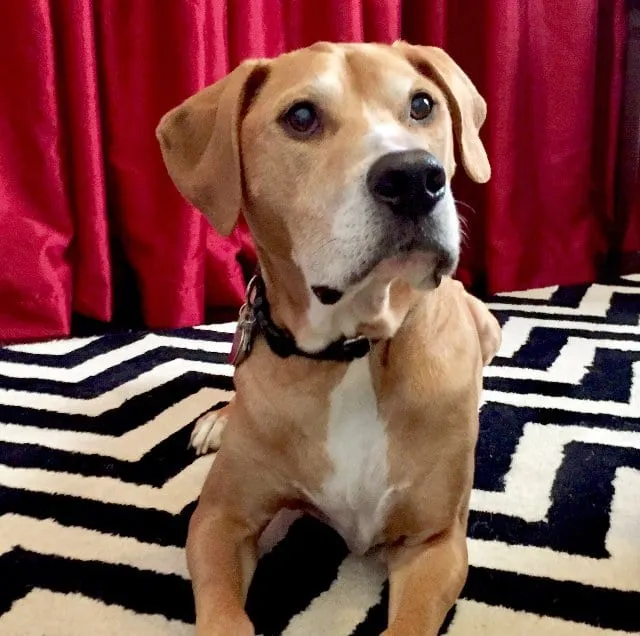 dog in the red room dog in the red room