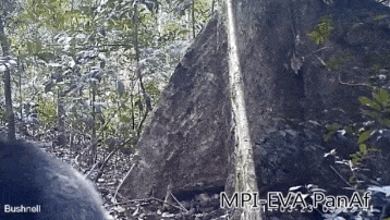 a chimp repeatedly throws a stone at a rock to create a pattern