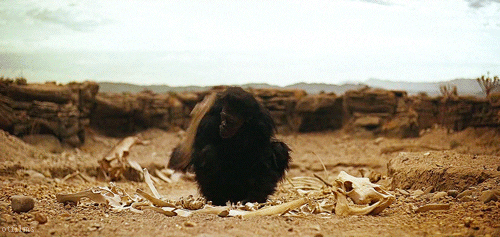 a chimpanzee smashing bones with a bigger bone