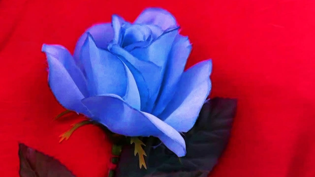 Blue Rose Twin Peaks