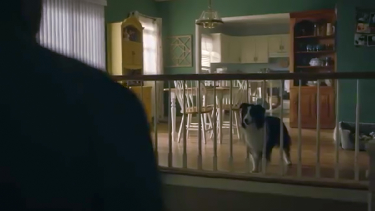 A dog, a small collie mix, looks through a railing at a man standing just off screen.