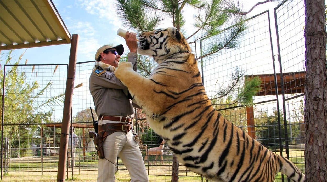 Joe Exotic grappling with a tiger