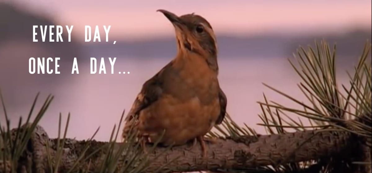a bird sits on a branch with slogan, every day once a day