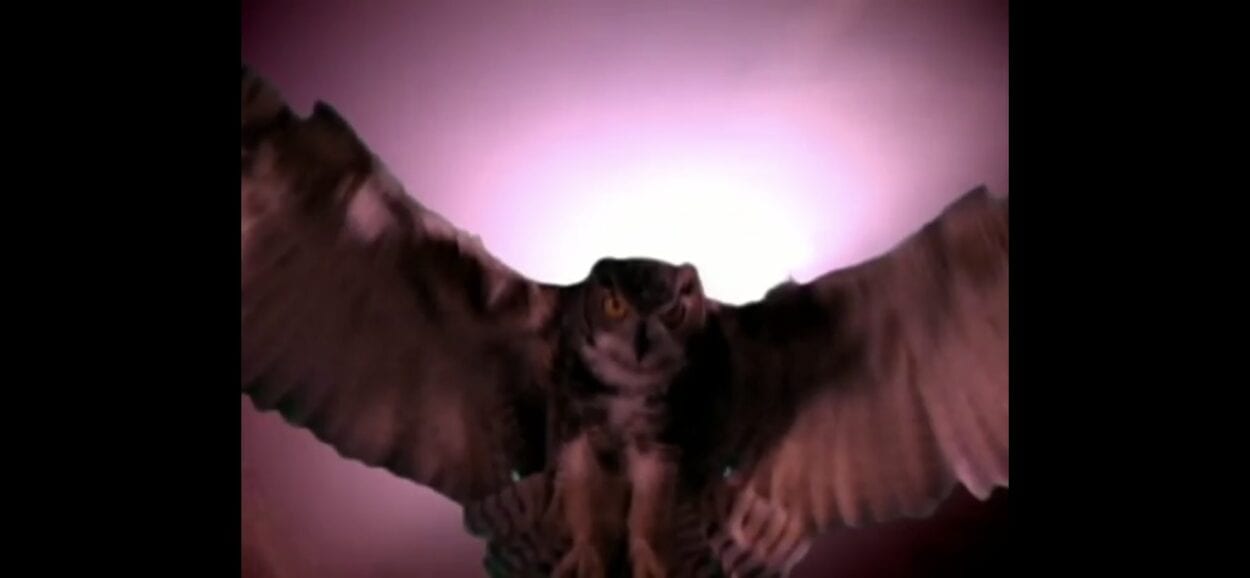 The final image of Twin Peaks Episode 16 us a close-up of an owl, wings spread wide and staring into the camera, while backlit in purpleish light.