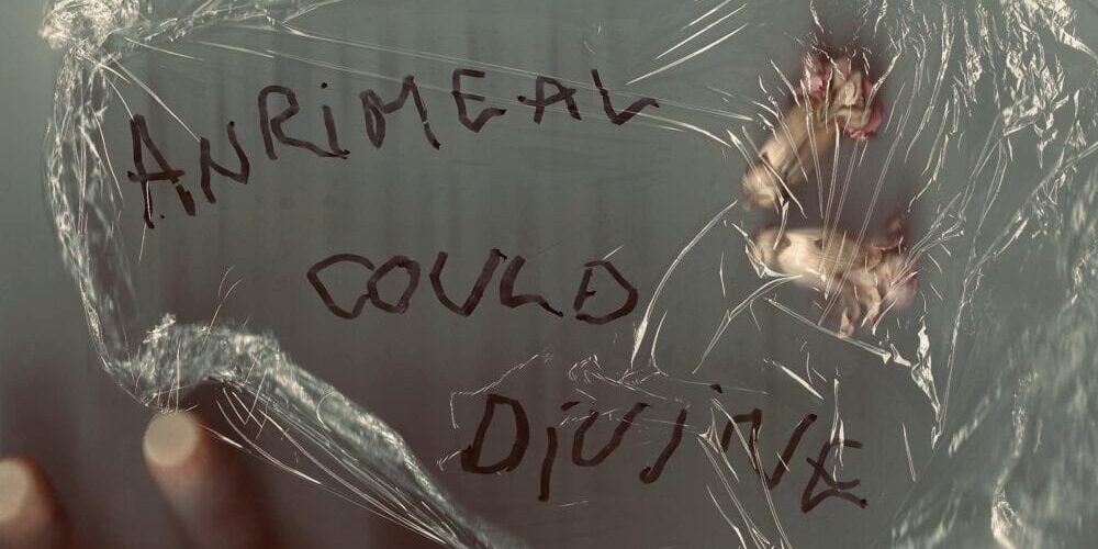Anrimeal 'Could Divine' album cover