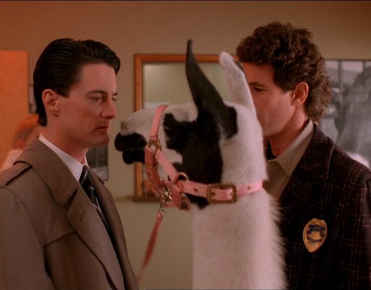 Agent Cooper comes face to face with a llama