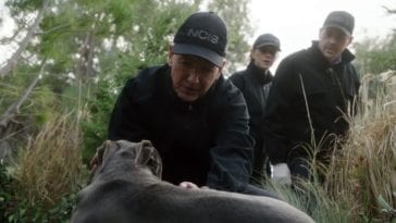 NCIS Agent Gibbs (Mark Harmon) Agent Bishop (Emily Wickersham) and Agent McGee (Sean Murray) find a wounded dog outdoors in the long grass
