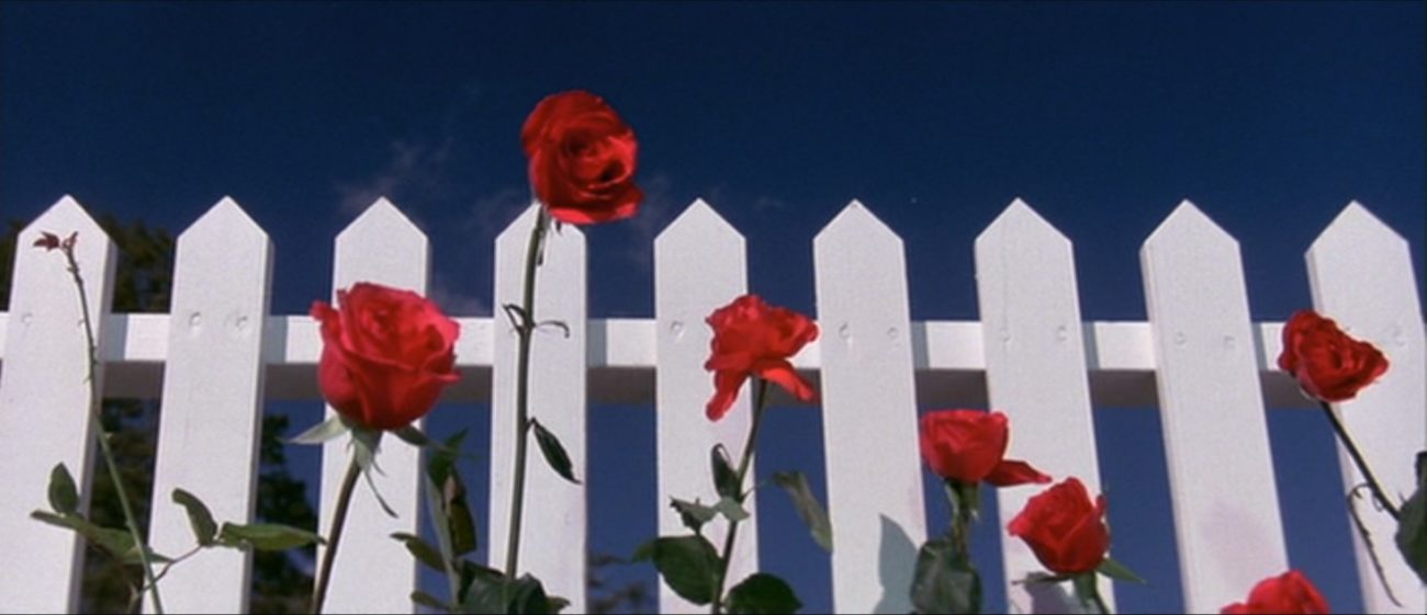 Several red roses grow tall in front of a pristine white picket fence (from David Lynch's Blue Velvet)