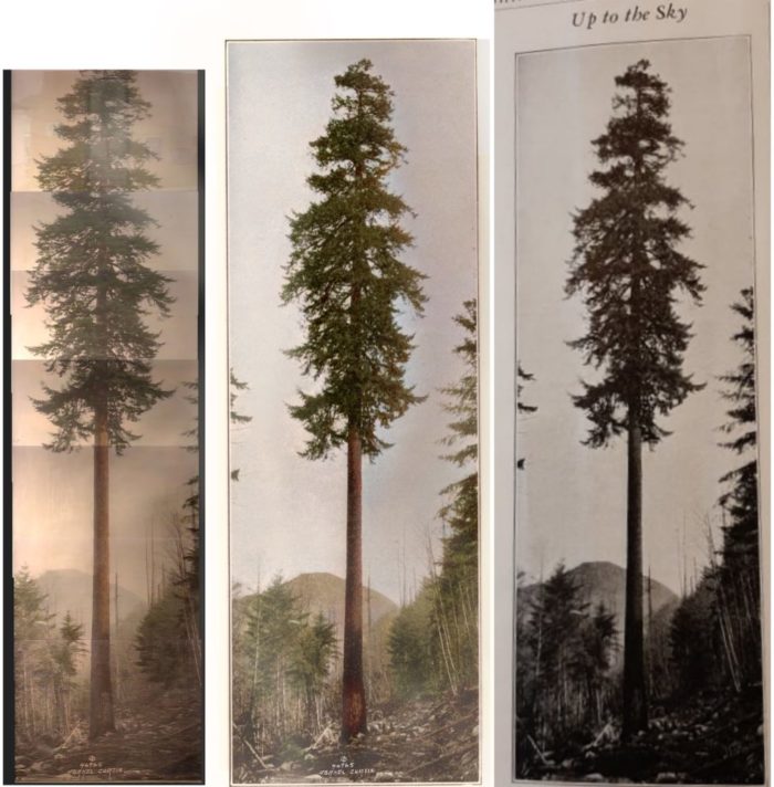 3 pictures of tree work in progress