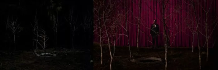 Sycamore trees surrounding the Red Room portal in the woods.