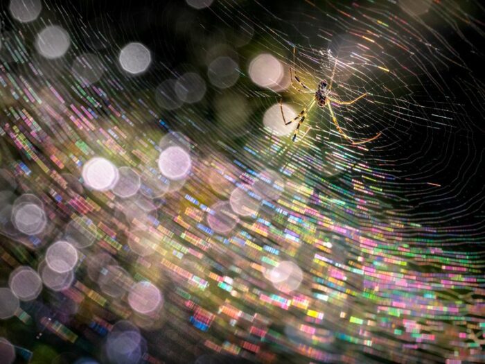 Spider in web reflecting light and colour, by photographer Teo Chin Leong.