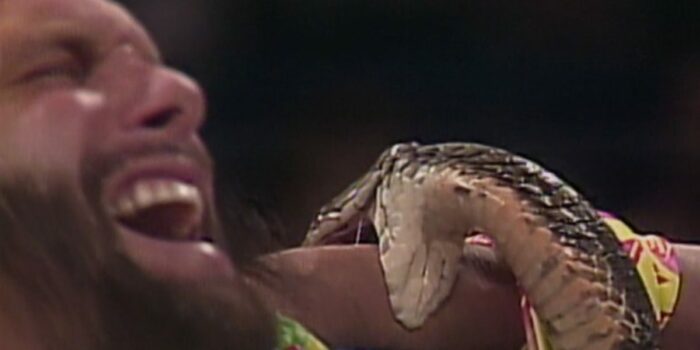 Randy Savage writhes in pain as the cobra digs its fangs into his arm.