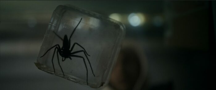 A spider in a plastic container