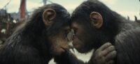 Two apes touching foreheads