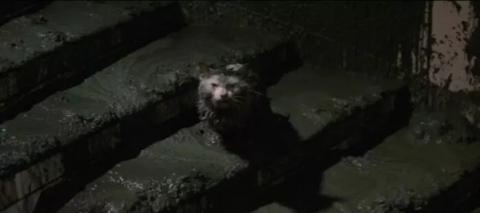 A kitten, drenched in toxic sludge, mews pitifully after Hedorah's attack