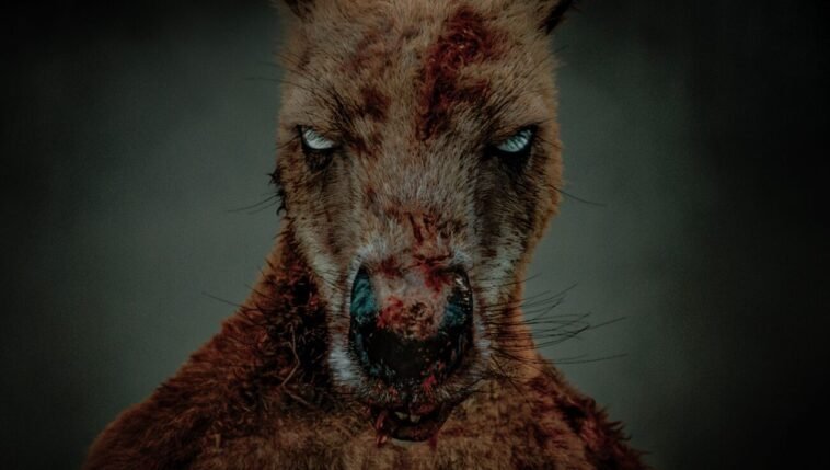 Rippy the killer kangaroo looking menacing