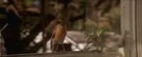 "A robin with a bug in its mouth"
