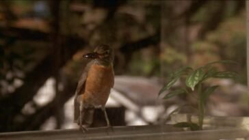 "A robin with a bug in its mouth"