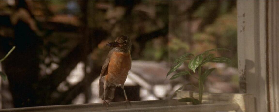 "A robin with a bug in its mouth"
