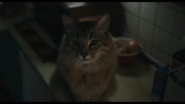 Bud the cat siting on a countertop